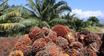 No hay garantías fitosanitarias para exportar palma aceitera a Venezuela 
