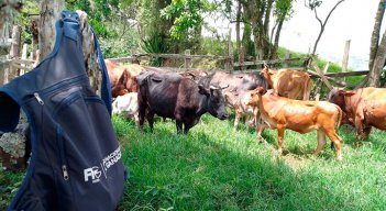 Van 120.192 animales vacunados contra la aftosa. Foto Cortesía