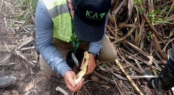 La diatraea spp reduce la germinación de las semillas. Foto Cortesía