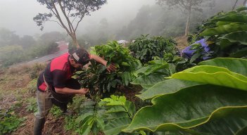 El año pasado, se contabilizaron 23.000 hectáreas sembradas de café y un promedio de productividad de 17,8 sacos por hectárea. Foto La Opinión
