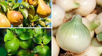 cebolla-pera-limon
