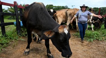 Un experimento busca reconciliar a los ganaderos con la Amazonía colombiana  