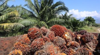 Más de 1.000 palmicultores en Congreso de Fedepalma
