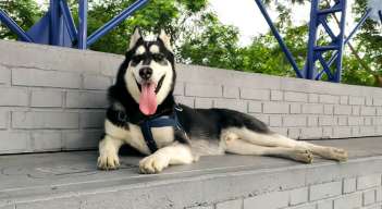 Cuidado con su perro, le  puede causar un golpe de calor  
