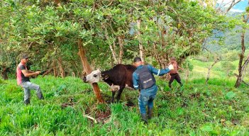 El primer ciclo de vacunación contra la fiebre aftosa, la brucelosis bovina y la rabia de origen silvestre se extenderá hasta el próximo 19 de julio.