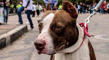 Perro Pitbull 