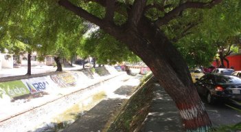 El nim está sembrado de manera indiscriminada a lo largo del canal Bogotá/Foto Orlando Carvajal/La Opinión