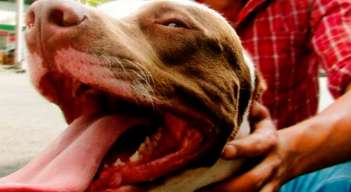 pitbull