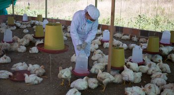 Las mujeres usan los implementes necesarios para evitar la contaminación del espacio de crianza de los pollos. /Fotos Juan Pablo Cohen/La Opinión