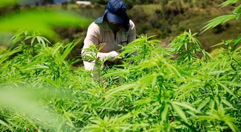 Banco Agrario financia proyectos productivos de marihuana./Foto Archivo