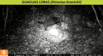 Guagua Loba 