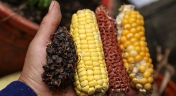 Costos ocultos están afectando los sistemas agroalimentarios: fao