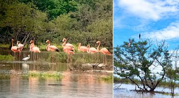 El Santuario de Fauna y Flora Los Flamencos, un parque nacional que está entre el Mar Caribe y el bosque seco de Riohacha, es una visita obligada.