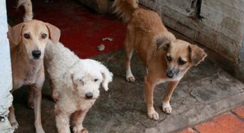 Centro de Bienestar Animal para Cúcuta no ha sido reglamentado