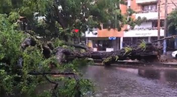 Árbol caído en la Avenida Cero.