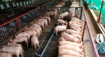 La porcicultura en el departamento ha crecido 30% y ya no se presenta el contrabando desde Venezuela, según Cooporcinor./Foto Archivo
