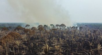 El año pasado se habría roto el récord de tala anual