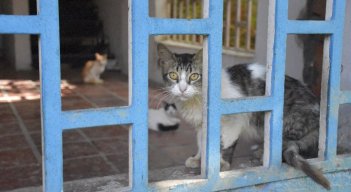 Según la Ley 5054 de 2020, mientras no se tenga un centro de bienestar animal público, el municipio deberá apoyar las labores de los refugios o fundaciones animales.