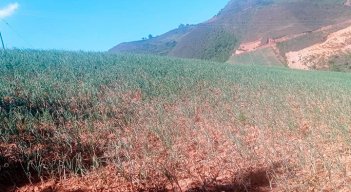 En La Playa de Belén, una fuerte helada acabó totalmente con los cultivos de cebolla./Foto Cortesía