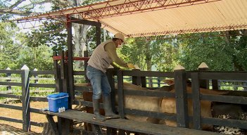 En el ciclo pasado vacunaron en la región a 447.045 animales./Foto Cortesía