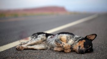 La mayoría de animales atropellados quedan abandonados en medio de las vías./Foto: Cortesía 