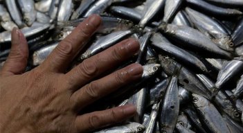 Sardinas en Filipinas 