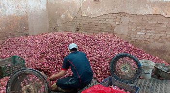 El contrabando de cebolla roja impacta a 7.000 familias que viven del cultivo, en la provincia de Ocaña y el Catatumbo./ Foto: Archivo