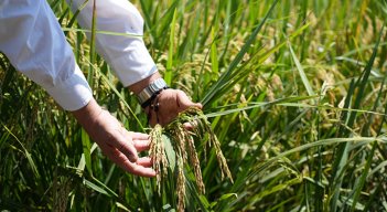 El Niño se la pone difícil a los arroceros de Norte de Santander