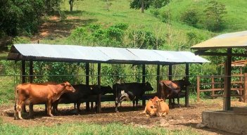 Las regiones más afectadas por el robo de ganado son: Cundinamarca (3.453), Meta (2.649) y Tolima (2.587)./ Foto Archivo