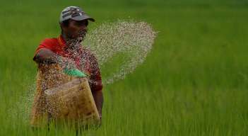 Norte de Santander creció a 37.800 hectáreas sembradas de arroz en 2023./ Foto Archivo