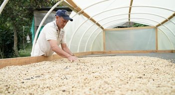 En la región, hay más de 6.000 hectáreas de cafés especiales. /Foto Archivo