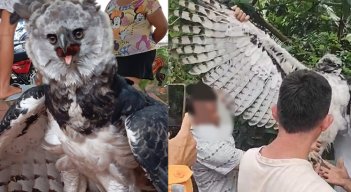 Aguila Harpía
