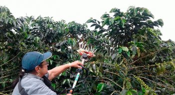 Colombia registra una producción de 11.44 millones de sacos./ Foto Archivo
