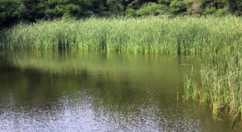 La mayor parte del año, la Laguna de San Luis permanece en malas condiciones./ Foto: Cortesía. 