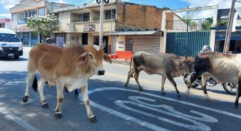 Operativos especiales para recoger semovientes anuncia el Gobierno local./Foto: cortesía