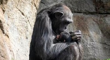 chimpancé