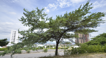 El cují es uno de los árboles nativos de Cúcuta.
