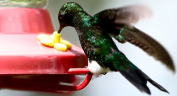 Un total de 3.722 especies de reptiles, anfibios, aves y mamíferos están en peligro de extinción