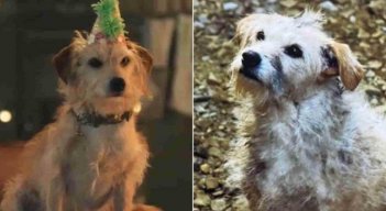 Bobby, el perrito estrella de House of the dragon