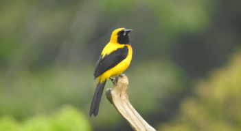 Este martes el concejo municipal institucionalizó el pájaro Icterus chysater, más conocido como turpial “toche”, como ave oficial del municipio.