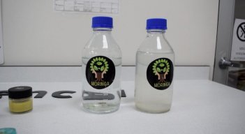 La moringa es la especie vegetal con la que viene investigando el SENA./Foto cortesía
