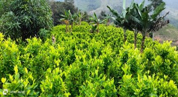 Una iniciativa está encaminada al uso de la hoja de coca con fines industriales y terapéuticos./ Foto cortesía: La Opinión.