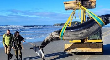 Hallan restos de una extraña especie de ballena 