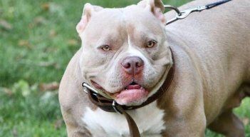 Mujer fue atacada por sus perros en Estados Unidos