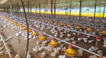 La aplicación de los microorganismos naturales, recolectados previamente en bosques nativos, se realiza sobre las camas de las aves, así como en su agua y comida./ Fotos: Cortesía