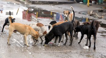 La cantidad de animales maltratados y sin hogar en Cúcuta es difícil de cuantificar, aunque  los casos de maltrato en su contra sí van en aumento constante.
