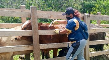 Norte de Santander lidera vacunación contra aftosa 