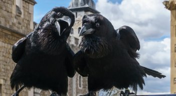 Cuervos de Londres 
