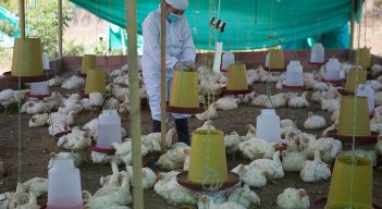 Los avicultores aún no han visto la posibilidad de exportar a Venezuela carne de pollo y huevo./ Foto Archivo