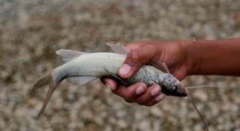 Peces